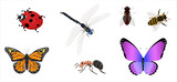 PNG set of insects. butterfly, dragonfly, ant, bee, fly, ladybug.