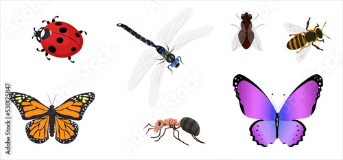 PNG set of insects. butterfly, dragonfly, ant, bee, fly, ladybug. © Olha Ye