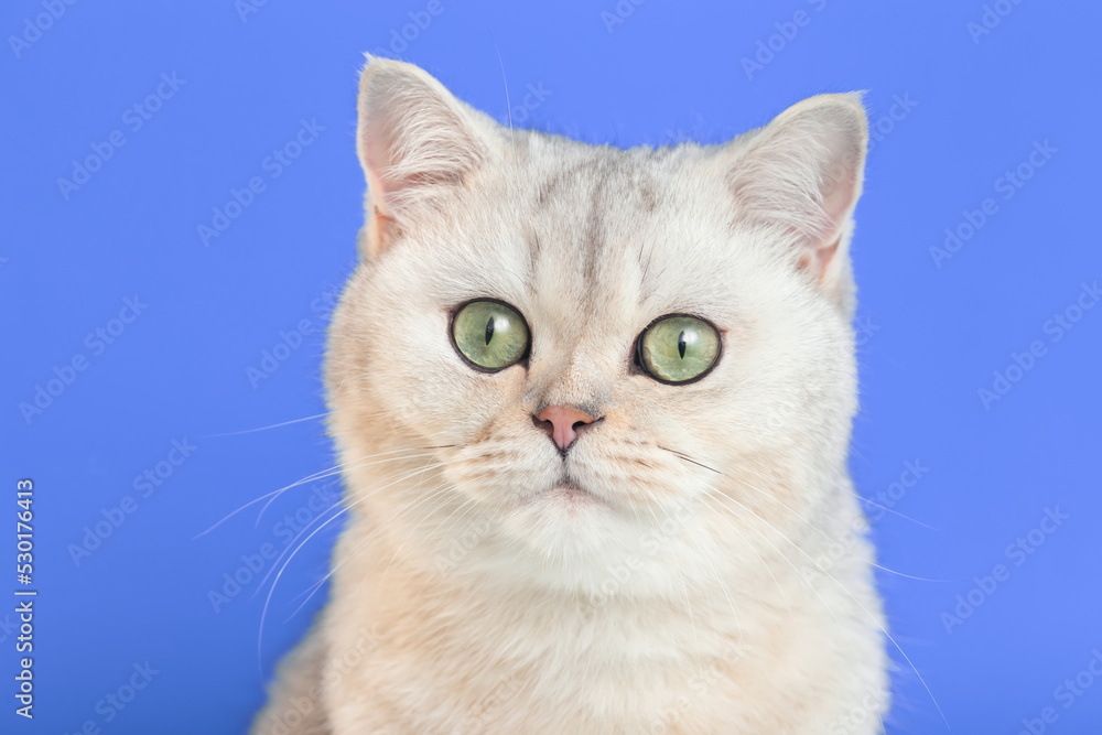 Close up of adorable white british cat on a purple background,