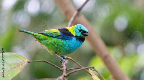 Saíra-sete-cores, pássaro encontradado em todos os estratos da floresta atlântica e nas matas baixas do litoral, onde é muito frequente