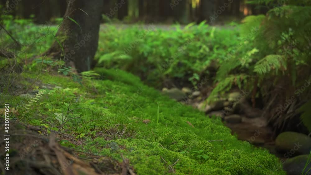Fine green moss growing on dark forest ground, few small twigs near, camera slides forward, river stream flowing background, closeup macro detail Fine green moss growing on dark forest ground, few small twigs near, camera slides forward, river stream flowing background, closeup macro detail