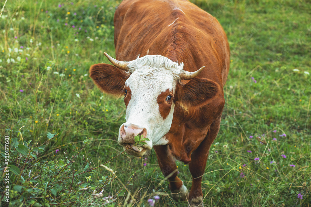 Cow grazing on the green field.Summer season. Cow grazing on the green field.Summer season.