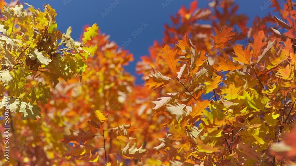 Sun shines to vibrant orange and yellow autumn coloured leaves moving in slow wind, closeup detail - abstract Indian summer mood background Sun shines to vibrant orange and yellow autumn coloured leaves moving in slow wind, closeup detail - abstract Indian summer mood background