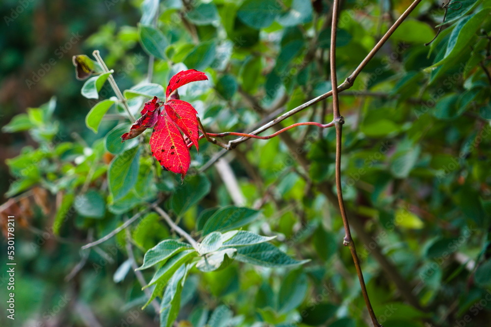 Red Leaves of Autumn Against Green Leaves Red Leaves of Autumn Against Green Leaves