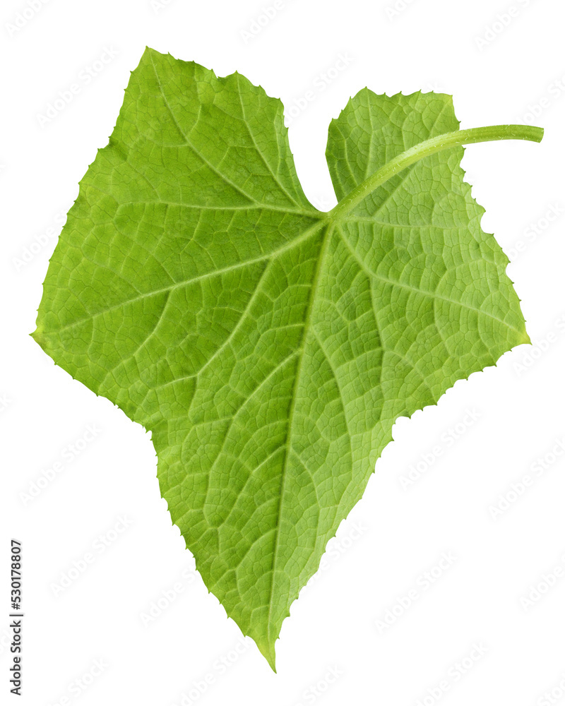 Fototapeta premium Cucumber leaf isolated on white background, full depth of field, clipping path