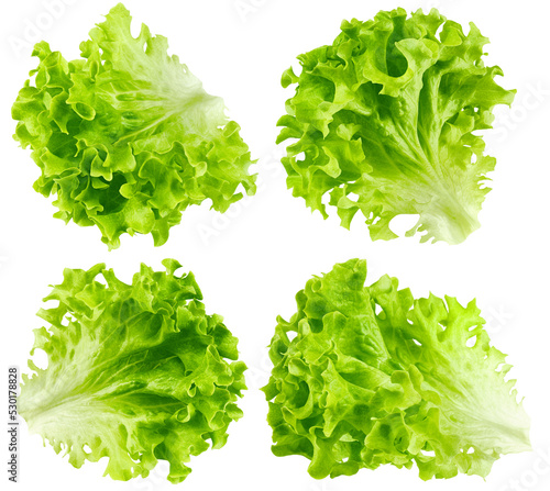 salad, lettuce, Lollo Bionda, isolated on white background, clipping path, full depth of field photo