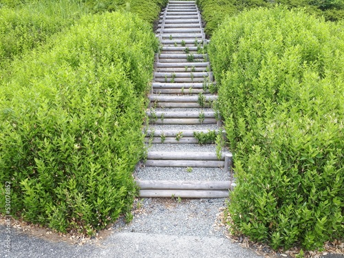 Fototapeta Naklejka Na Ścianę i Meble -  緑の植物に囲まれたナチュラルな雰囲気の階段