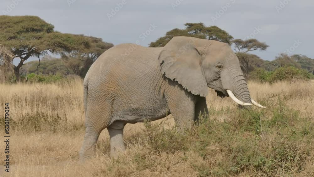 African Elephant - Loxodonta Africana Lonely Elephant Walking  in Amboseli National Park Kenya