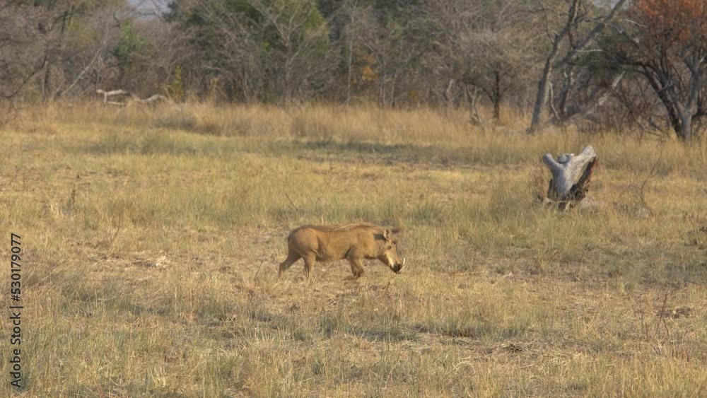 A Warthog (Phacochoerus Africanus) Walking Polokwane A Warthog (Phacochoerus Africanus) Walking Polokwane