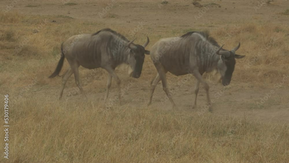 Blue Wildebeest (Connochaetes Taurinus) Herd In Walking Through. Amboseli National Park Kenya Blue Wildebeest (Connochaetes Taurinus) Herd In Walking Through. Amboseli National Park Kenya