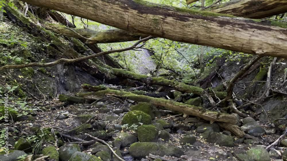 Fallen trees on abandoned path in forest Fallen trees on abandoned path in forest