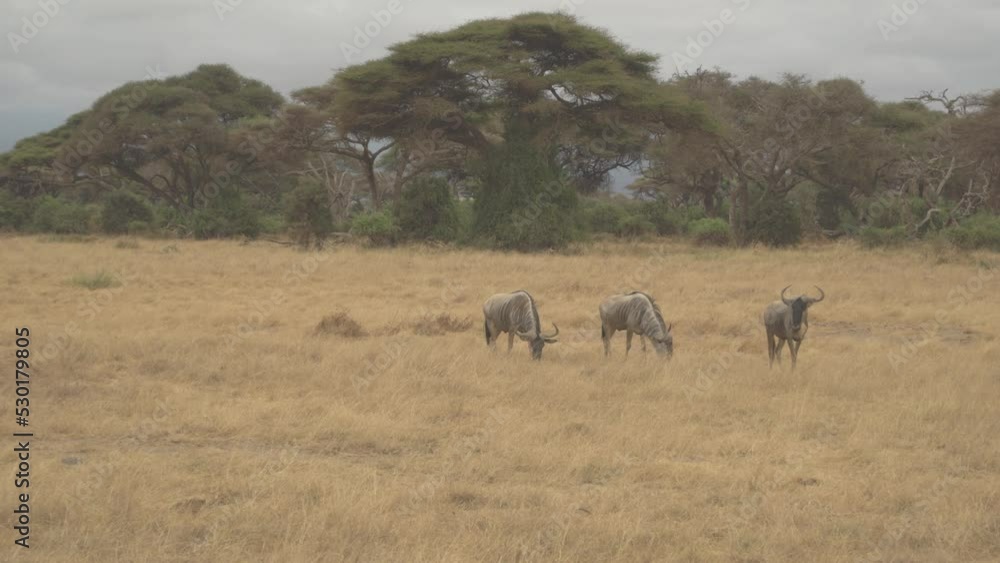 Wild Wildebeest Gnu Grazing Grassland Amboseli National Park Kenya Wild Wildebeest Gnu Grazing Grassland Amboseli National Park Kenya