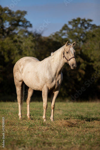 Palomino Roping Horse © Terri Cage 