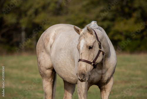 Palomino Roping Horse