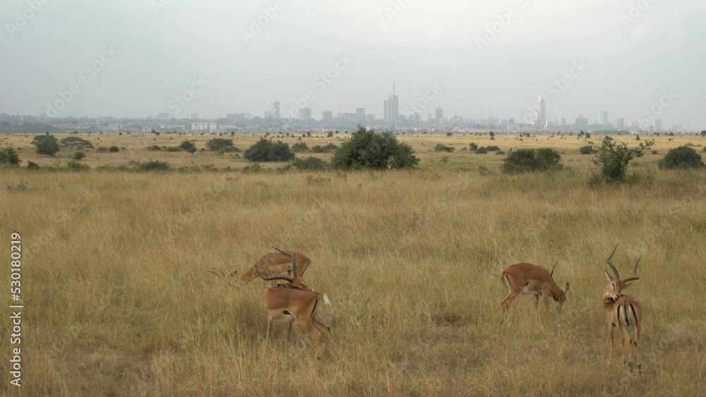 Group Of Impalas Aepyceros Melampus Walking On Fields Nairobi National Park Kenya Group Of Impalas Aepyceros Melampus Walking On Fields Nairobi National Park Kenya