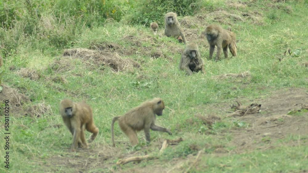Olive Baboon (Papio Anubis) Lake Nakuru National Park Kenya Olive Baboon (Papio Anubis) Lake Nakuru National Park Kenya