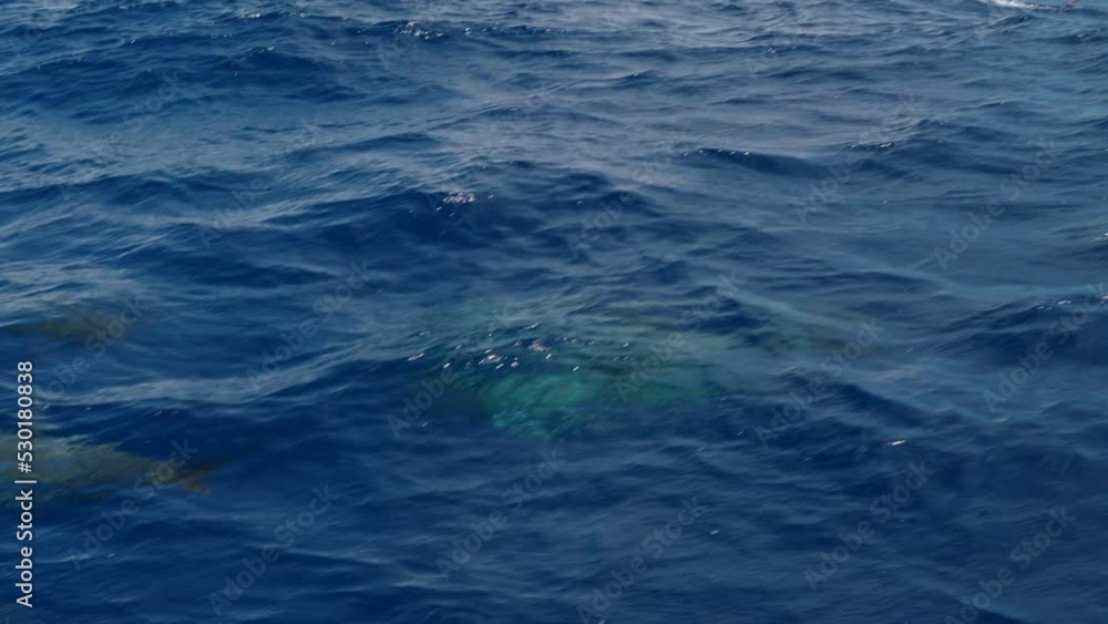 Atlantic spottet Dolphin Slo Motion Atlantic spottet Dolphin Slo Motion