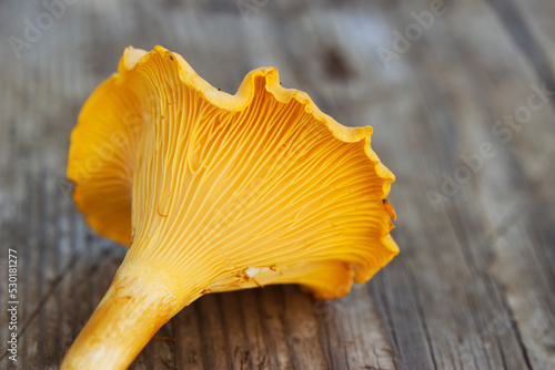 fresh yellow chanterelle mushroom on the wooden table