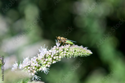 a small fly sits on a spicy mint inflorescence © svetlana177