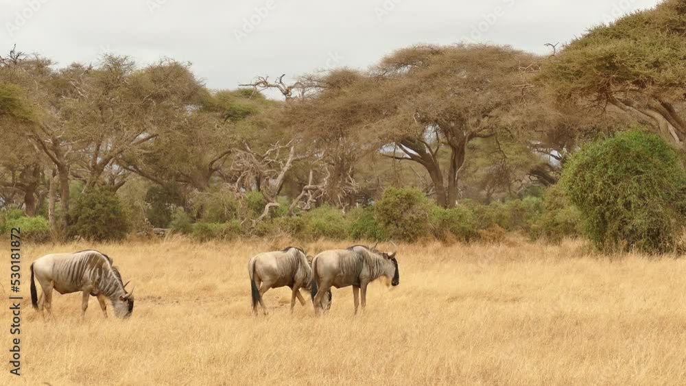 Wild Wildebeest Gnu Grazing Grassland Amboseli National Park Kenya Wild Wildebeest Gnu Grazing Grassland Amboseli National Park Kenya