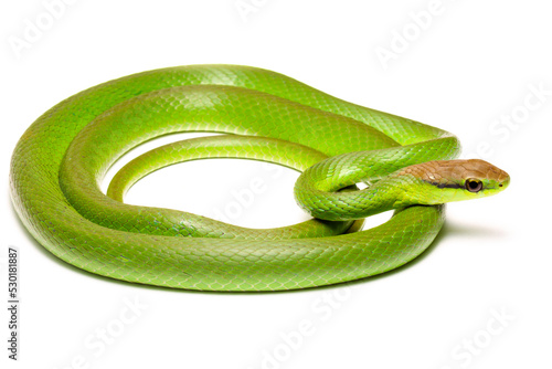 green vine snake on white background