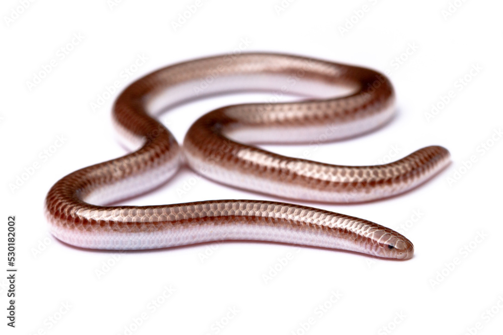 ground snake on white background ground snake on white background