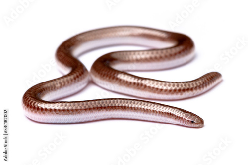ground snake on white background