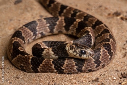 snake on sand