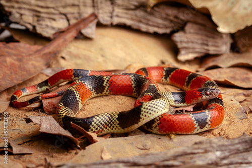 false coral snake on the ground photo