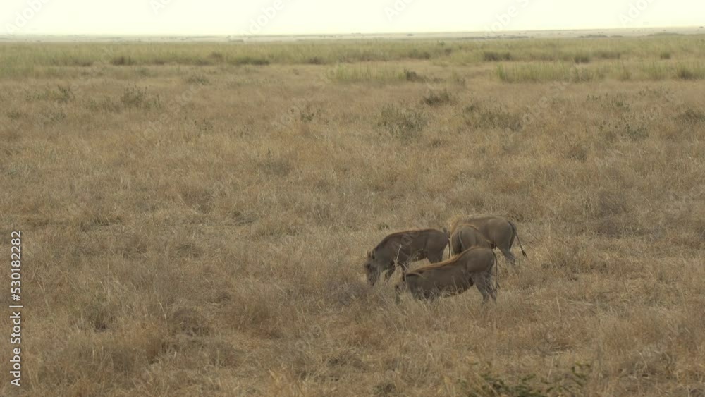 A Warthog (Phacochoerus Africanus) Feeding Amboseli National Park Kenya A Warthog (Phacochoerus Africanus) Feeding Amboseli National Park Kenya