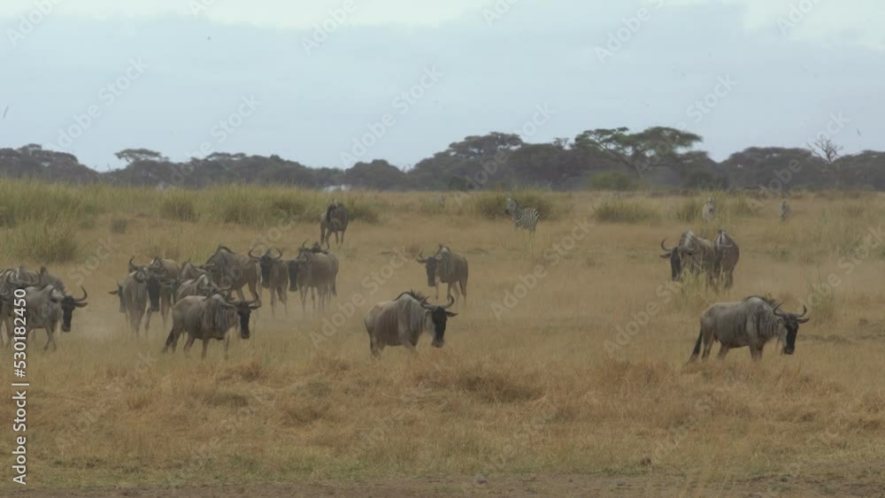 Blue Wildebeest (Connochaetes Taurinus) Herd In Walking Through. Amboseli National Park Kenya Blue Wildebeest (Connochaetes Taurinus) Herd In Walking Through. Amboseli National Park Kenya