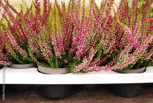 Multicolored heather flowers bloom in a flower pot. Green, pink, purple and white. Calluna vulgaris. Street store.