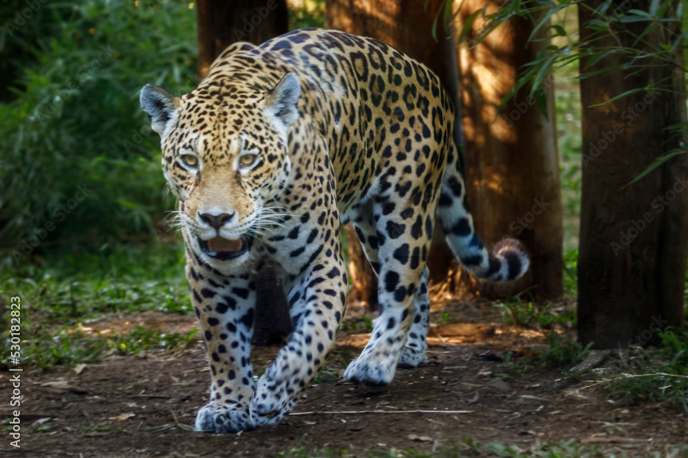 Obraz premium Jaguar Panthera onca majestic feline, hunting in Pantanal, Brazil