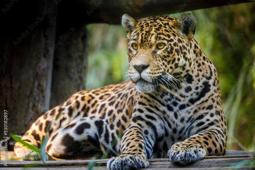 Obraz premium Jaguar Panthera onca, majestic feline looking at camera in Pantanal, Brazil