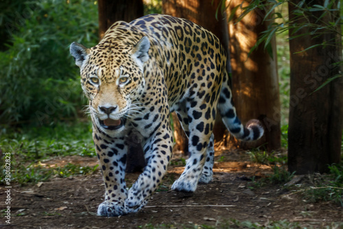 Jaguar Panthera onca majestic feline  hunting in Pantanal  Brazil