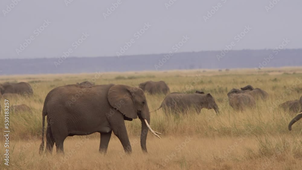 A Herd Of African Bush Elephant (Loxodonta Africana) In Amboseli National Park Kenya A Herd Of African Bush Elephant (Loxodonta Africana) In Amboseli National Park Kenya