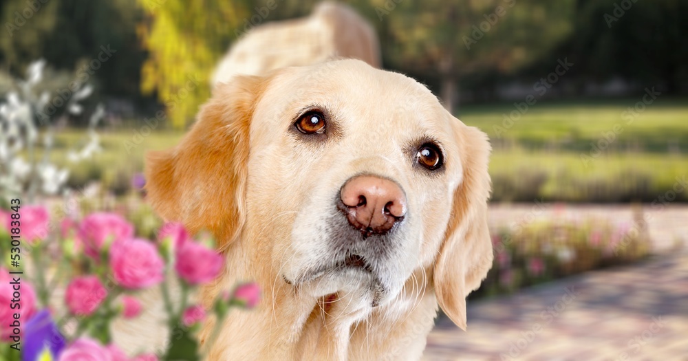 Big beauty strong dog siting in spring on flowering field. Big beauty strong dog siting in spring on flowering field.