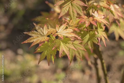 Billede på lærred japanese maple leaves on the tree with sunlight acer palmatum katsura