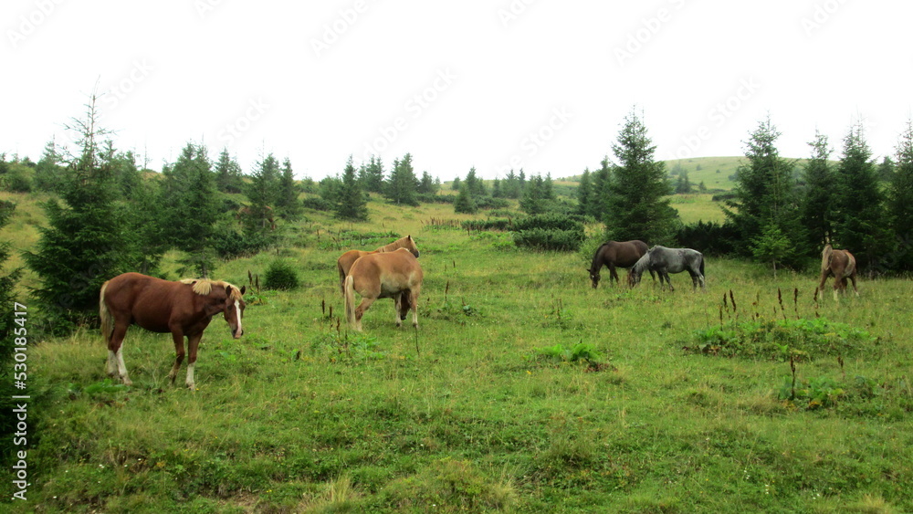 Horses graze in the pasture