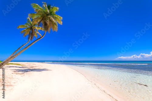 Fototapeta Naklejka Na Ścianę i Meble -  Tropical idyllic caribbean beach with palm trees, Punta Cana, Dominican Republic