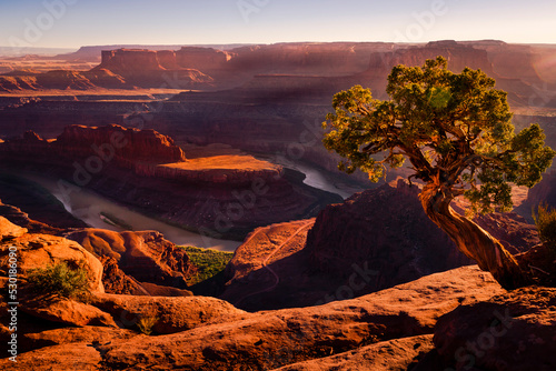Single juniper tree and Colorado River from Dead Horse at sunset, Utah, USA