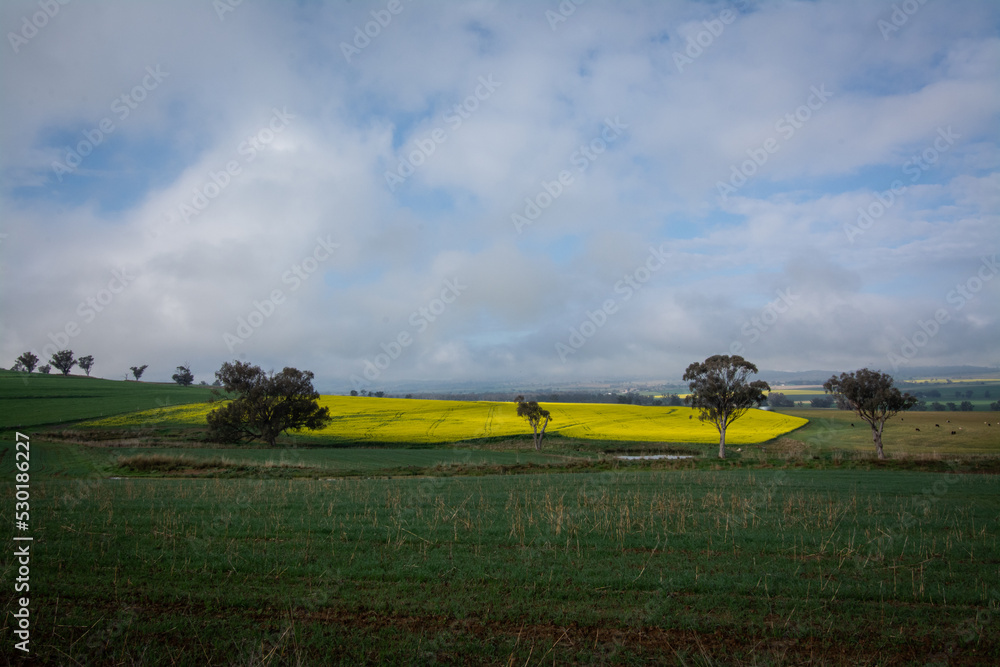 Fototapeta premium Canola Rapseed crop