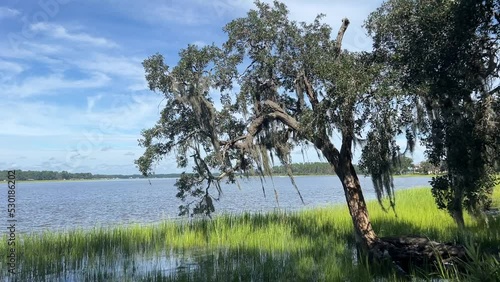 Southern Live Oak tree Spanish moss intercostal photo