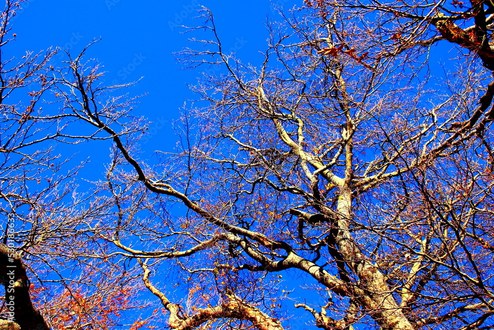 Amazing trunks and branches of beech trees with a few autumn leaves on them and the blue sky in the background in Monte San Vicino e Monte Canfaito natural reserve Amazing trunks and branches of beech trees with a few autumn leaves on them and the blue sky in the background in Monte San Vicino e Monte Canfaito natural reserve