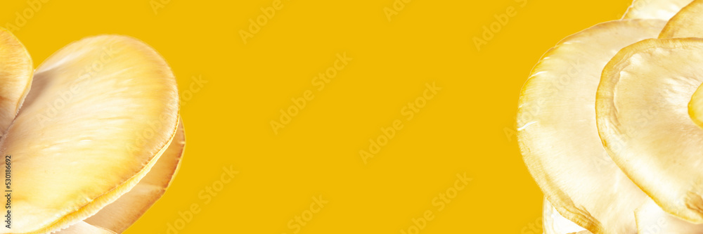 banner for website or recipe, menu with oyster mushrooms and yellow background, concept