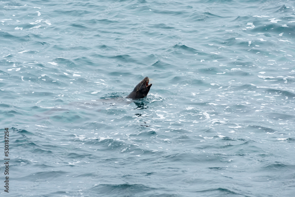 Fototapeta premium sea lions of the galapagos islands living free on the beaches and the water of the pacific sea