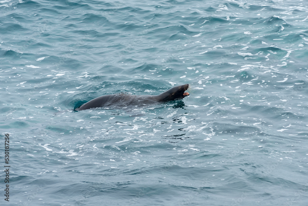Naklejka premium sea lions of the galapagos islands living free on the beaches and the water of the pacific sea