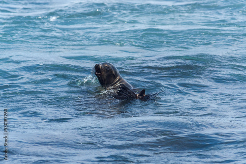 sea lions of the galapagos islands living free on the beaches and the water of the pacific sea