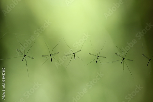 a group of craneflies hanging from their nest
