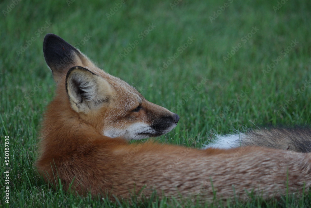 red fox cub red fox cub